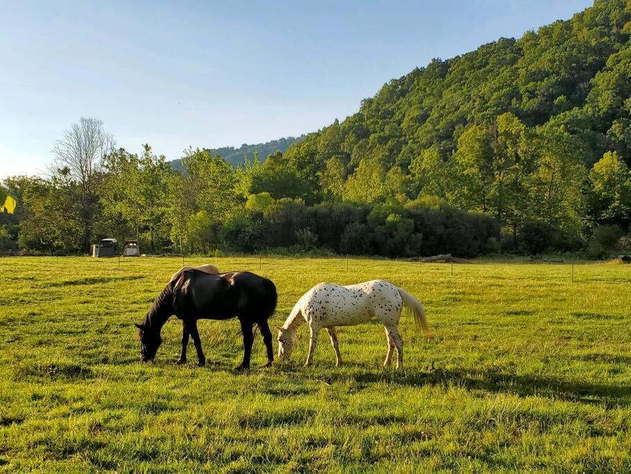 Country Mountain Escape! Barnardsville Exterior foto